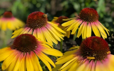 Yellow Rainbow Marcella Coneflower - 1 Gallon Pot 15 Yellow Rainbow Marcella Coneflower - 1 Gallon Pot -Chaste Tree World echinacea butterfly yellow rainbow marcella coneflower 5