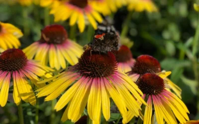 Yellow Rainbow Marcella Coneflower - 1 Gallon Pot 14 Yellow Rainbow Marcella Coneflower - 1 Gallon Pot -Chaste Tree World echinacea butterfly yellow rainbow marcella coneflower 6