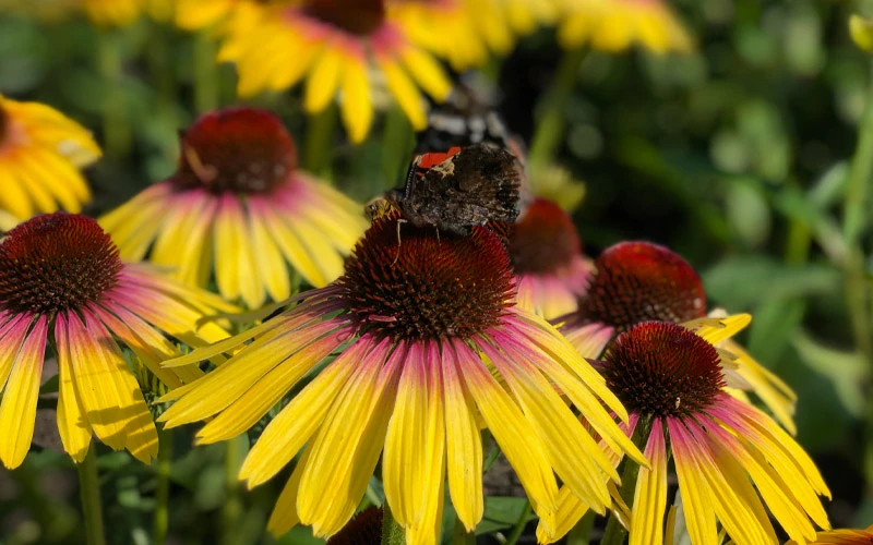 Yellow Rainbow Marcella Coneflower - 1 Gallon Pot 7 Yellow Rainbow Marcella Coneflower - 1 Gallon Pot - Image 7