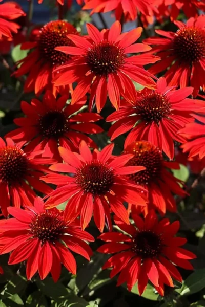 Panama Red Coneflower (Echinacea) - 5 Pack Of Quart Pots -Chaste Tree World echinacea panama red coneflower 2