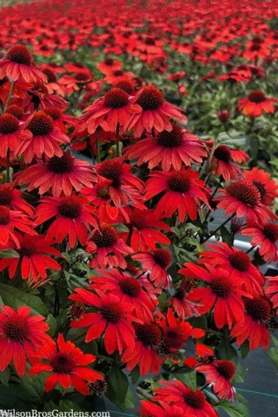 Panama Red Coneflower (Echinacea) - 5 Pack Of Quart Pots -Chaste Tree World echinacea panama red coneflower 3