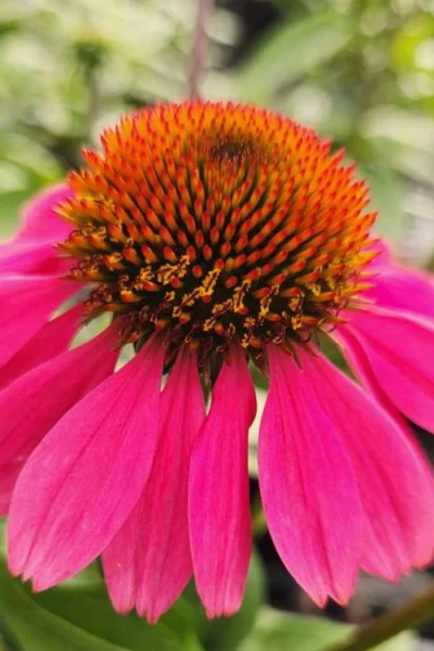 Panama Rose Everblooming Coneflower (Echinacea) - 1 Gallon Pot -Chaste Tree World echinacea purpurea panama rose coneflower 1 1