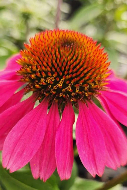 Panama Rose Everblooming Coneflower (Echinacea) - 5 Pack Of Quart Pots 4 Panama Rose Everblooming Coneflower (Echinacea) - 5 Pack Of Quart Pots - Image 4