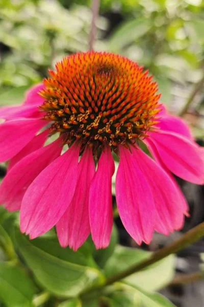 Panama Rose Everblooming Coneflower (Echinacea) - 5 Pack Of Quart Pots 9 Panama Rose Everblooming Coneflower (Echinacea) - 5 Pack Of Quart Pots -Chaste Tree World echinacea purpurea panama rose coneflower 2