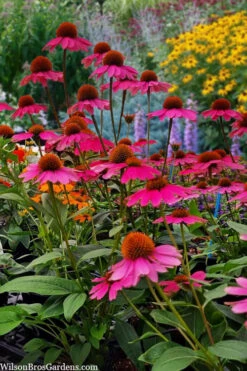 Panama Rose Everblooming Coneflower (Echinacea) - 1 Gallon Pot
