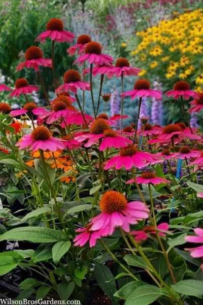 Panama Rose Everblooming Coneflower (Echinacea) - 5 Pack Of Quart Pots