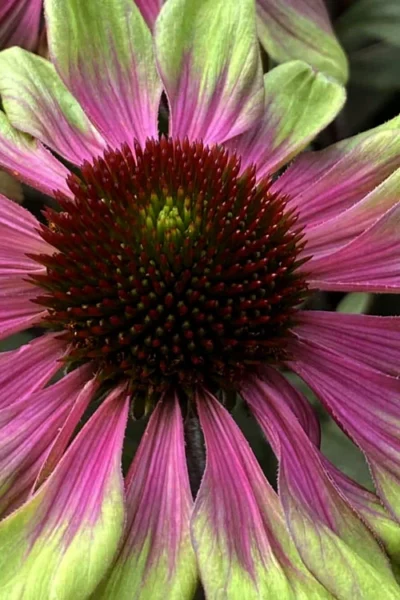 Sweet Sandia Coneflower (Echinacea) - 1 Gallon Pot -Chaste Tree World echinacea purpurea sweet sandia coneflower 1