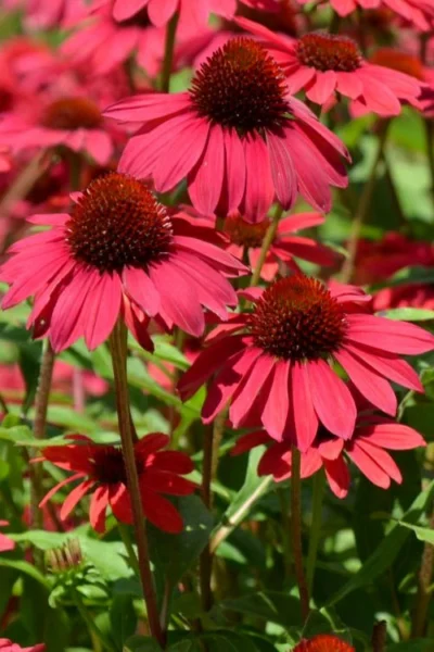 Sombrero Baja Burgundy Coneflower (Echinacea) - 1 Gallon Pot -Chaste Tree World echinacea sombrero baja burgundy coneflower 12
