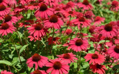 Sombrero Baja Burgundy Coneflower (Echinacea) - 1 Gallon Pot -Chaste Tree World echinacea sombrero baja burgundy coneflower 13