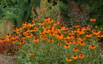 Tiki Torch Orange Coneflower (Echinacea) - 1 Gallon Pot -Chaste Tree World echinacea tiki torch coneflower 10