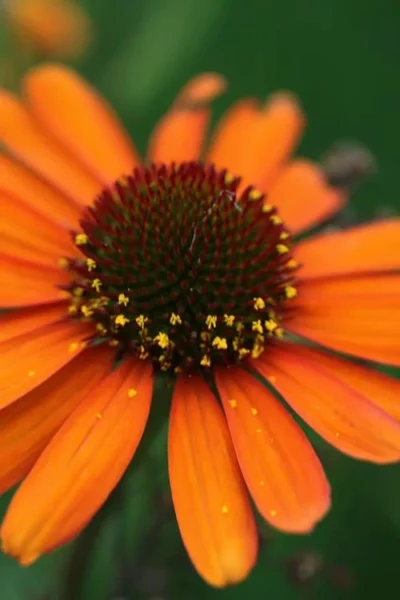 Tiki Torch Orange Coneflower (Echinacea) - 1 Gallon Pot -Chaste Tree World echinacea tiki torch coneflower 12