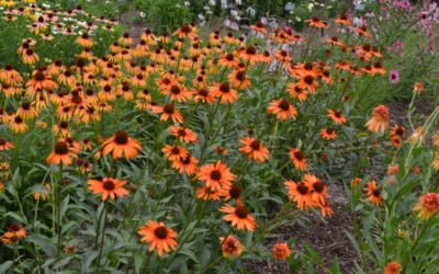 Tiki Torch Orange Coneflower (Echinacea) - 1 Gallon Pot -Chaste Tree World echinacea tiki torch coneflower 13