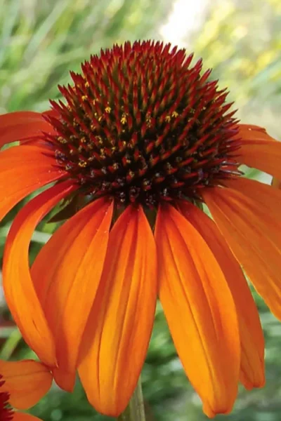 Tiki Torch Orange Coneflower (Echinacea) - 1 Gallon Pot -Chaste Tree World echinacea tiki torch coneflower 14