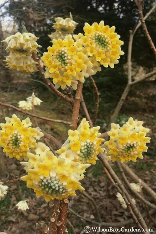 Edgeworthia Chrysantha - Paper Bush - 1 Gallon Pot 5 Edgeworthia Chrysantha - Paper Bush - 1 Gallon Pot - Image 5