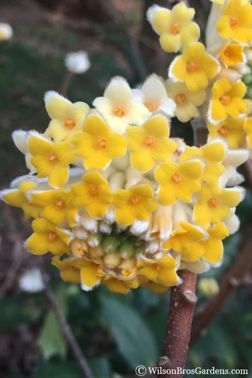 Edgeworthia Chrysantha - Paper Bush - 1 Gallon Pot 1 Edgeworthia Chrysantha - Paper Bush - 1 Gallon Pot