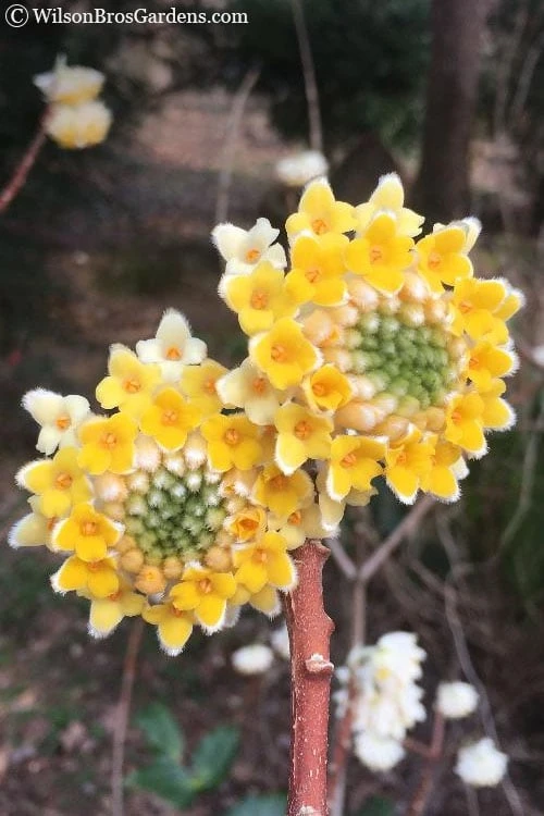 Edgeworthia Chrysantha - Paper Bush - 1 Gallon Pot 4 Edgeworthia Chrysantha - Paper Bush - 1 Gallon Pot - Image 4