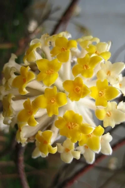 Snow Cream Edgeworthia Paper Bush - 3 Gallon -Chaste Tree World edgeworthia snow cream 10