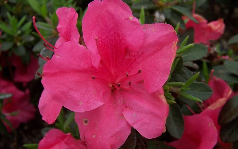Autumn Carnival Encore Azalea - 2 Gallon Pot 4 Autumn Carnival Encore Azalea - 2 Gallon Pot - Image 4