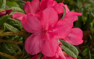 Autumn Jewel Encore Azalea - 2 Gallon Pot -Chaste Tree World encore azalea autumn jewel 1