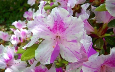 Autumn Twist Encore Azalea - 2 Gallon Pot -Chaste Tree World encore azalea autumn twist 1
