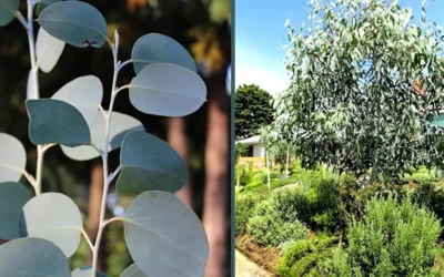 Mappa Tassie Cold Hardy Eucalyptus Tree (Eucalyptus Pauciflora) - Quart Pot 10 Mappa Tassie Cold Hardy Eucalyptus Tree (Eucalyptus Pauciflora) - Quart Pot -Chaste Tree World eucalyptus mappa tassie combo