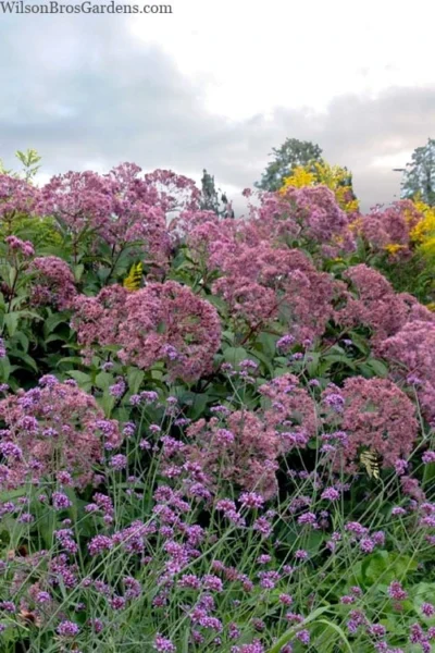 Queen Of The Prairie Hollow Stem Joe Pye Weed - 8 Pack Of 1 Gallon Pots 9 Queen Of The Prairie Hollow Stem Joe Pye Weed - 8 Pack Of 1 Gallon Pots -Chaste Tree World eupatoriadelphus fistulosa joe pye weed 15