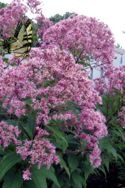 Queen Of The Prairie Hollow Stem Joe Pye Weed - 1 Gallon Pot