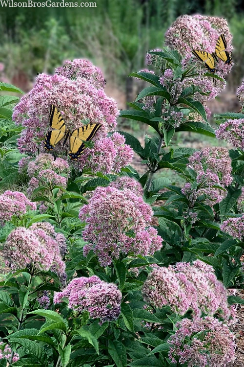 Queen Of The Prairie Hollow Stem Joe Pye Weed - 1 Gallon Pot 5 Queen Of The Prairie Hollow Stem Joe Pye Weed - 1 Gallon Pot - Image 5