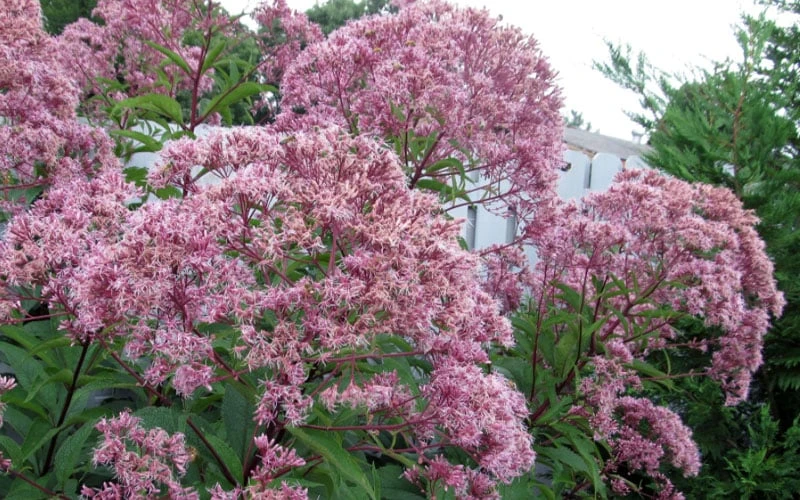 Queen Of The Prairie Hollow Stem Joe Pye Weed - 8 Pack Of 1 Gallon Pots 6 Queen Of The Prairie Hollow Stem Joe Pye Weed - 8 Pack Of 1 Gallon Pots - Image 6