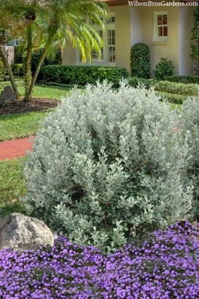 Bambina Dwarf Pineapple Guava (Feijoa Sellowiana ' Tharfiona') - 3 Gallon Pot -Chaste Tree World feijoa sellowiana tharfiona bambina pineapple guava 3 1