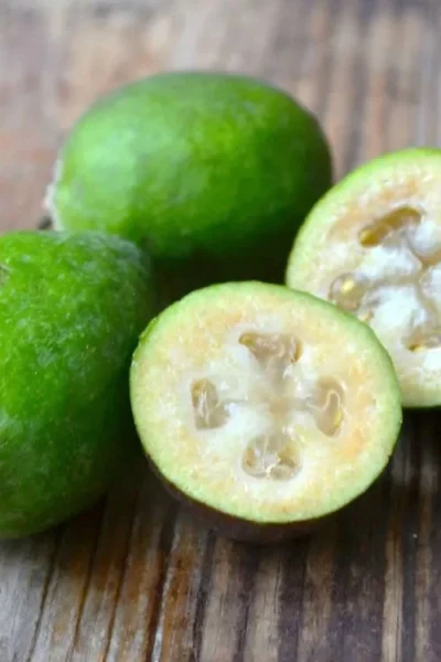 Bambina Dwarf Pineapple Guava (Feijoa Sellowiana ' Tharfiona') - 3 Gallon Pot -Chaste Tree World feijoa sellowiana tharfiona bambina pineapple guava 5 1