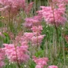 Venusta Queen Of The Prairie (Filipendula) - 1 Gallon Pot