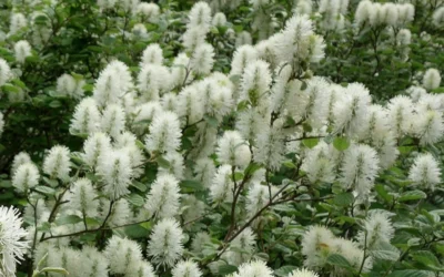 Dwarf Fothergilla - 1 Gallon Pot -Chaste Tree World fothergilla gardenii dwarf witch alder 4