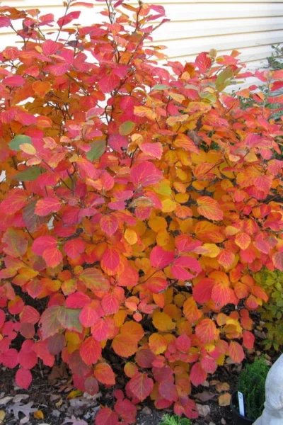 Dwarf Fothergilla - 1 Gallon Pot -Chaste Tree World fothergilla gardenii dwarf witch alder 5