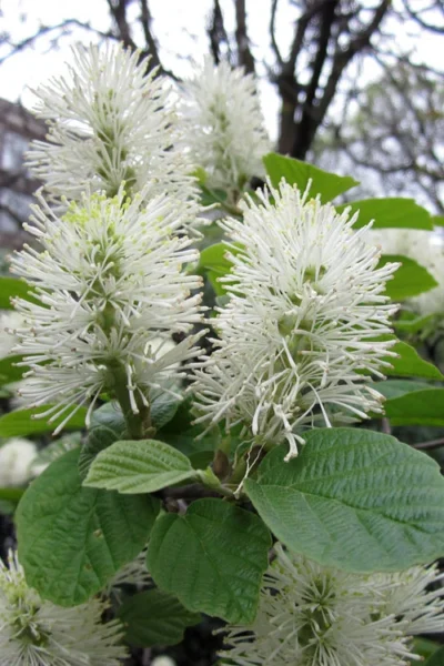 Dwarf Fothergilla - 1 Gallon Pot -Chaste Tree World fothergilla gardenii dwarf witch alder 7