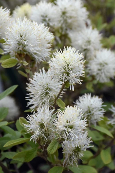 Legend Of The Small Fothergilla (Bottlebrush) - 1 Gallon Pot