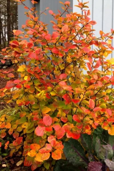 Legend Of The Small Fothergilla (Bottlebrush) - 1 Gallon Pot -Chaste Tree World fothergilla legend of the small bottlebrush 2