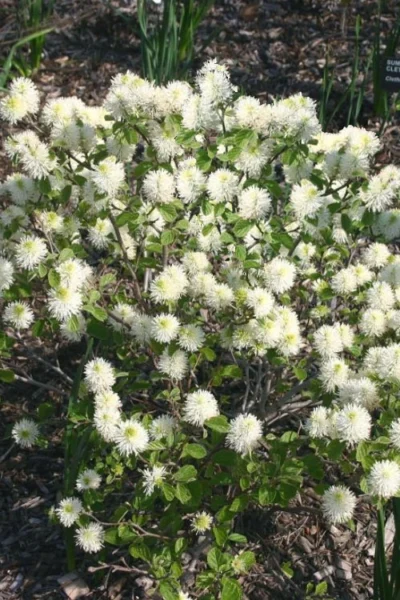 Legend Of The Small Fothergilla (Bottlebrush) - 1 Gallon Pot -Chaste Tree World fothergilla legend of the small bottlebrush 3