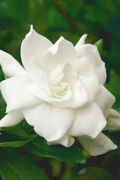 August Beauty Gardenia (Single Trunk Topiary Tree) - 5 Gallon Pot 8 August Beauty Gardenia (Single Trunk Topiary Tree) - 5 Gallon Pot -Chaste Tree World gardenia august beauty 5 500x750 2