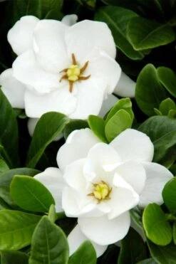 Buttons Gardenia - 6 Pack Of 1 Gallon Pots -Chaste Tree World gardenia buttons 1 1