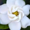 Buttons Gardenia - 1 Gallon Pot