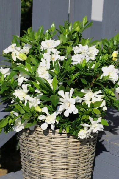 Celestial Star Gardenia - 1 Gallon Pot -Chaste Tree World gardenia celestial star 3