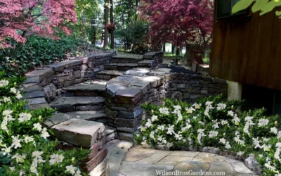 Celestial Star Gardenia - 1 Gallon Pot -Chaste Tree World gardenia celestial star 5