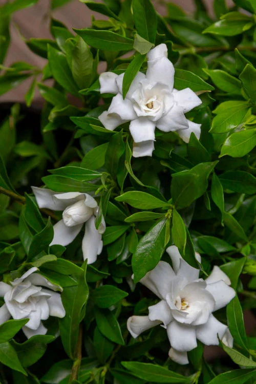 Fool Proof Gardenia - 3 Gallon Pot 4 Fool Proof Gardenia - 3 Gallon Pot - Image 4