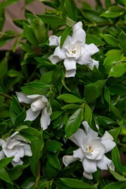 Fool Proof Gardenia - 2 Gallon Pot -Chaste Tree World gardenia fool proof 4
