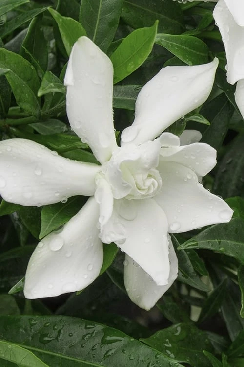 Frost Proof Gardenia - 1 Gallon Pot 1 Frost Proof Gardenia - 1 Gallon Pot