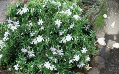 Frost Proof Gardenia - 3 Gallon Pot 9 Frost Proof Gardenia - 3 Gallon Pot -Chaste Tree World gardenia frost proof 50