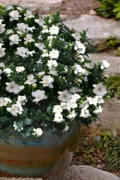 Buttons Gardenia - 1 Gallon Pot -Chaste Tree World gardenia jasminoides buttons 10 2