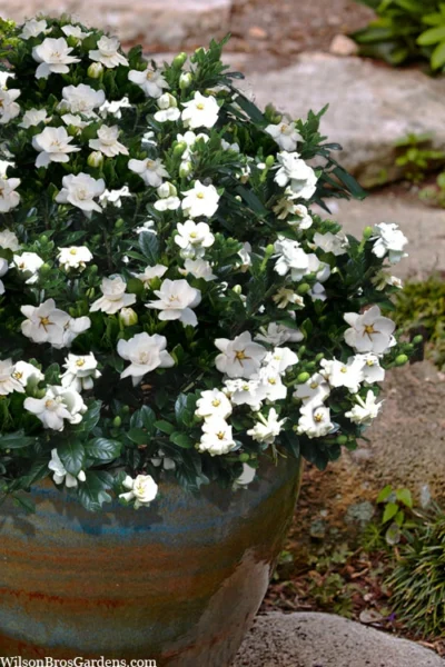 Buttons Gardenia - 3 Gallon Pot -Chaste Tree World gardenia jasminoides buttons 10 3
