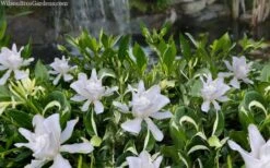 Crescent Moon Dwarf Gardenia - 6 Pack Of 1 Gallon Pots 9 Crescent Moon Dwarf Gardenia - 6 Pack Of 1 Gallon Pots -Chaste Tree World gardenia jasminoides crescent moon dwarf creeping 2 1